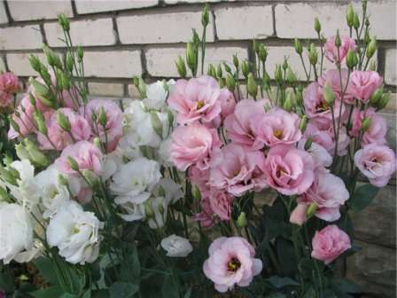 еустома фото кореня роза