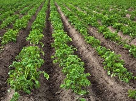Коли краще садити картоплю в 2022 році