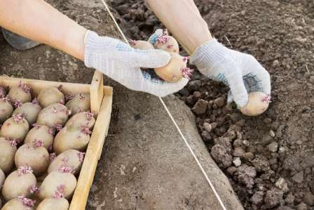 Посівний календар посадки картоплі на 2022 рік в Україні
