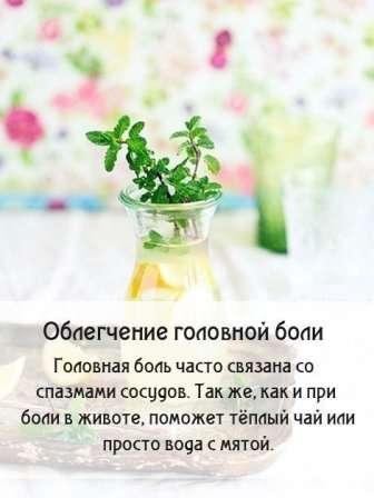 Лікарська рослина м'ята.