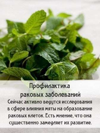 Користь і шкода лікарської м'яти: