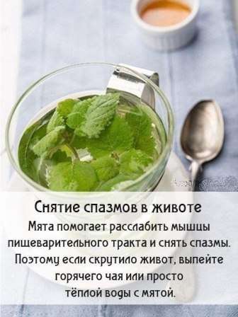 М'ята фото