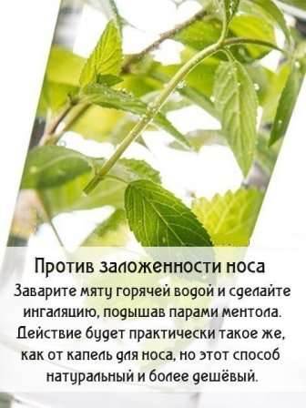 фото мяти
