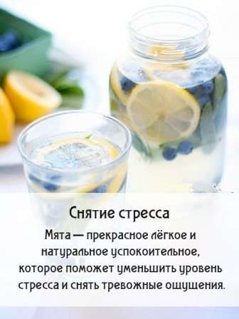 Цілющі властивості м'яти