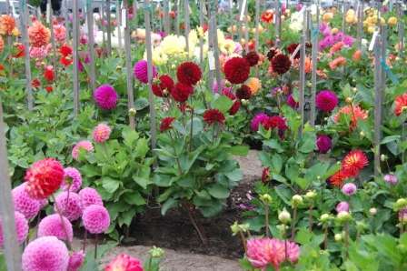 zhorzhunu-vyroshhyvannya-posadka-navesni Квіти жоржини - вирощування, посадка навесні і догляд