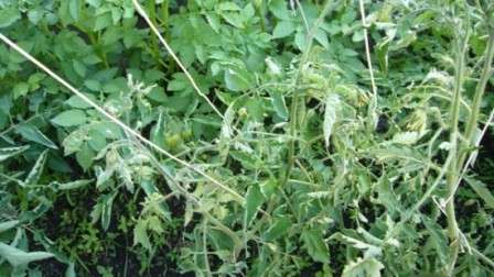 Чому скручуються листя у помідорів