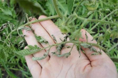 Помідори скручується листя. Чому скручуються листя у помідорів