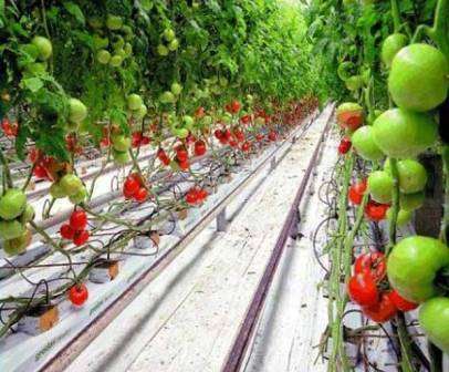 Гідропоніка своїми руками для огірків і томатів: Опис методу.