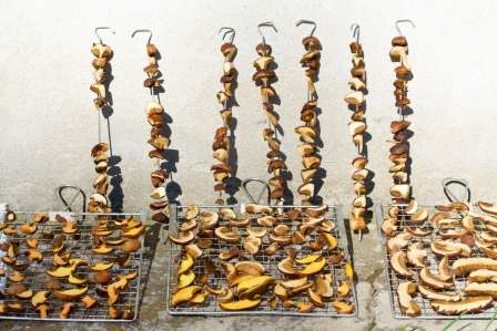 Сушка грибів на зиму