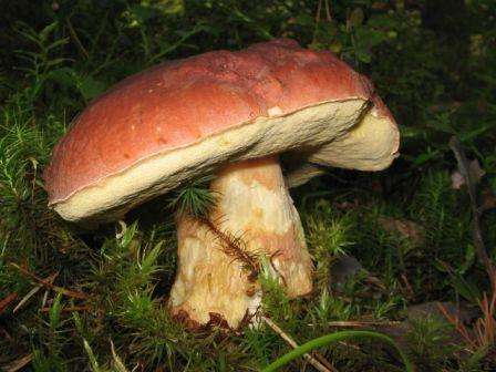 Як заморозити білі гриби - основні поради