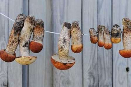 Інші способи зберігання сушених грибів на зиму