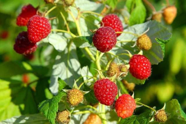 Коли здійснюється обрізка малини осінню.Як обрізати малину восени