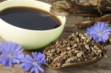 Рослина цикорій лікувальні властивості, шкода та протипоказання