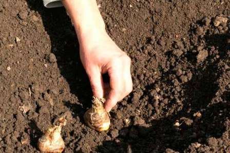 Посадка гладіолусів на зиму