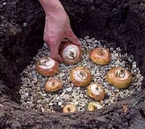 коли садити гладіолуси