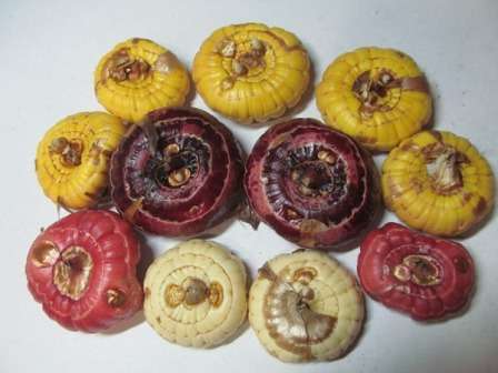 Підготовка цибулин гладіолусів до посадки