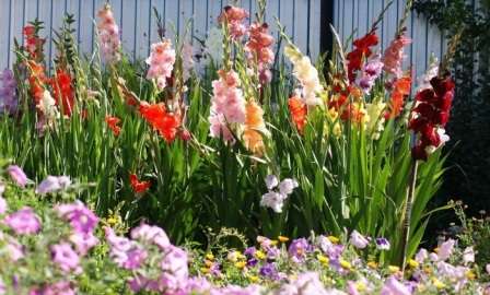 Відео: Посадка гладіолусів на зиму