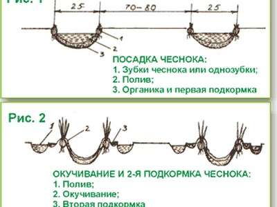 Коли добре садити часник в жовтні під зиму