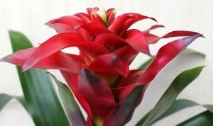 Гузманія (Guzmania) - рід вічнозелених трав'янистих рослин сімейства Бромелієві (Bromeliaceae).