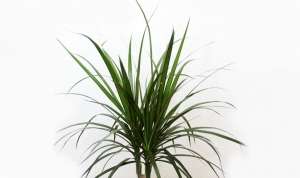 Драцена облямована (лат. Dracaena marginata) - дерево, вид роду Драцена (Dracaena)