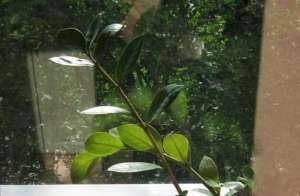 Заміокулькас (лат. Zamioculcas) - трав'яниста рослина сімейства Ароїдні