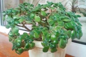 Крассула (Толстянка) (лат. Crassula) - рослина сімейства Товстолисті