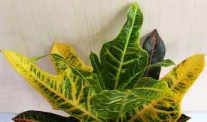 Кодиеум (лат. Codiaeum) - рід рослин сімейства Молочайні (Euphorbiaceae)
