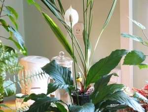 Спатифіллум (лат. Spathiphyllum) - фото.