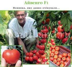 Томат Айвенго