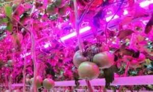 Освітлення для розсади в домашніх умовах: оптимальне світло, як обрати правильно лампу