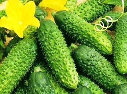 Популярні самозапильні сорти огірків для відкритого ґрунту в Україні