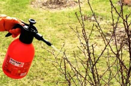 Обробка дерев та кущів в саду весною: ефективні препарати, народні засоби