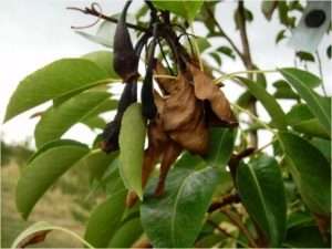 Обробка дерев та кущів в саду весною: ефективні препарати, народні засоби