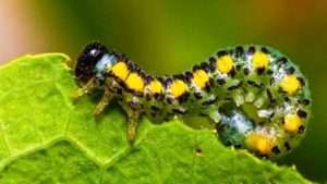 Обробка дерев та кущів в саду весною: ефективні препарати, народні засоби