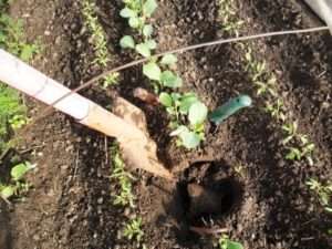 Посадка перця у відкритий ґрунт в 2021 році. Правила та сприятливі дні