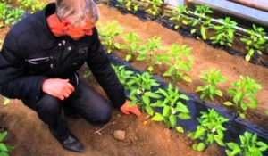 Правила та сприятливі дні посадки перцю.