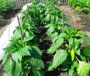 Перець: вирощування розсади з насіння.