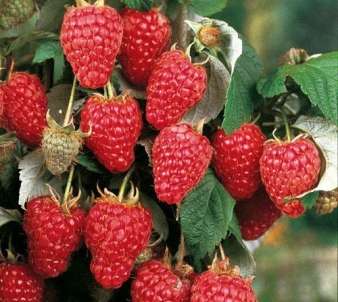 Малинове дерево - правила посадки