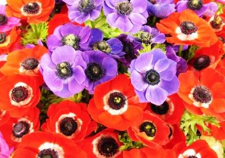 Квітка Анемона