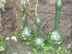 Бородавчастий гарбуз