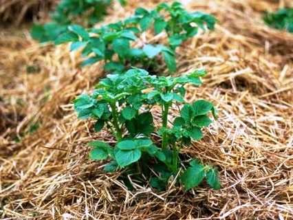 Добриво для картоплі