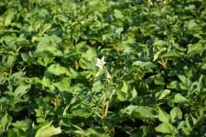 Етапи удобрення картоплі