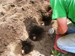 Вуглецеве підживлення ґрунту