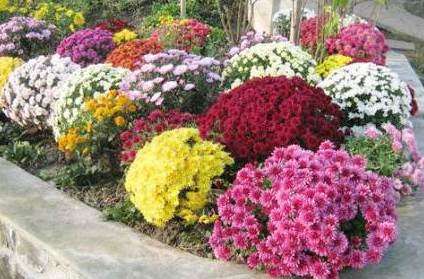 Хризантема кущова