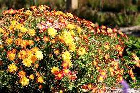 Хризантема кущова - вирощування, догляд