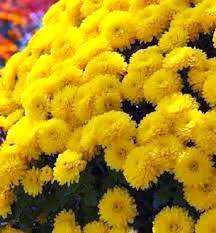 хризантема кущова догляд