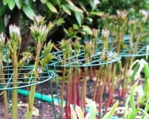 хризантема кущова сорти