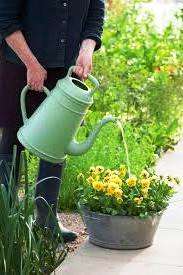 хризантеми низькорослі кущові