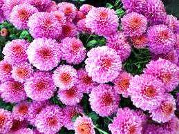 хризантеми низькорослі кущові посадка