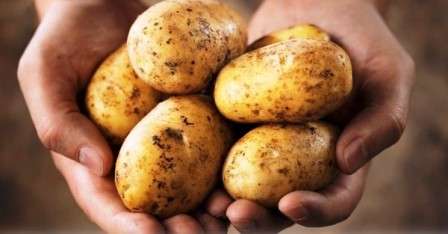 Коли копати картоплю для зберігання в домашніх умовах